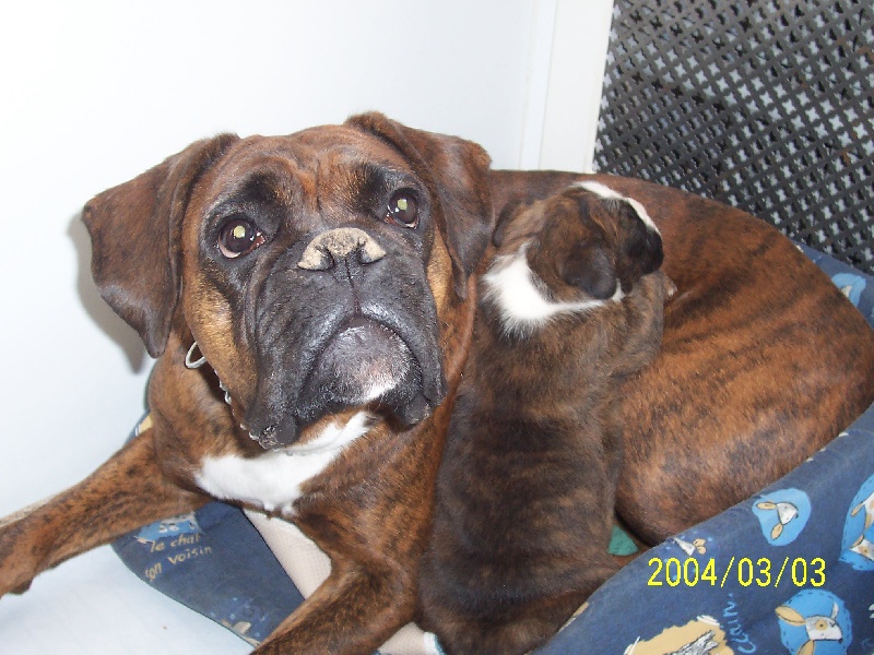 du Clos des grandes Varennes - Boxer - Portée née le 13/02/2004